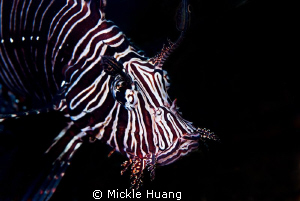 FACE
Lionfish
Seraya Bali by Mickle Huang 